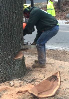 tree removal